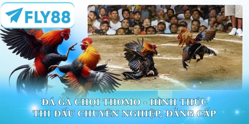 Đá gà chọi Thomo - Hình thức thi đấu chuyên nghiệp, đẳng cấp