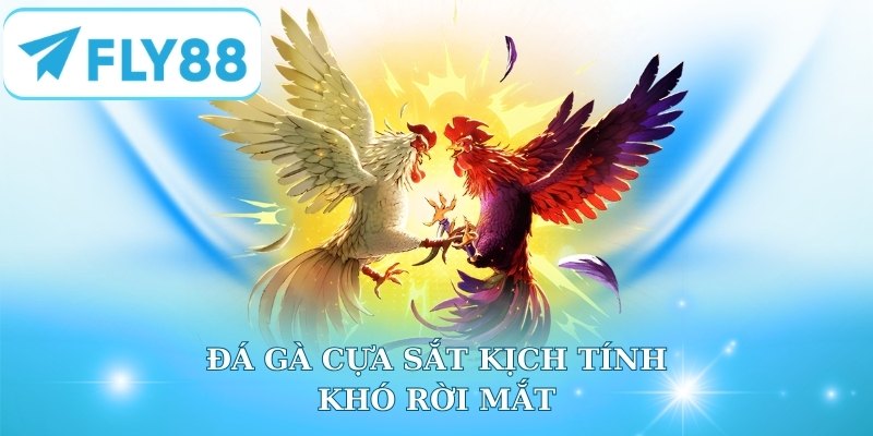 Đá gà cựa sắt kịch tính khó rời mắt